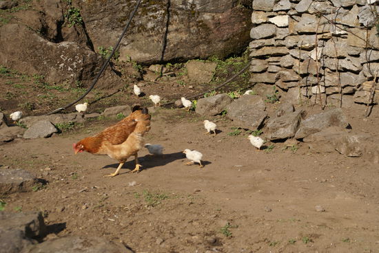 Freilaufende Henne mit Küken, so was gibts hier noch!
