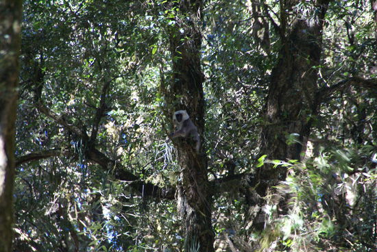Ein Affe beobachtet mich