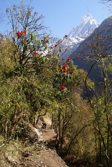 Der Weg zum Bascamp. Rechts der Machhapuchhre (6997m)