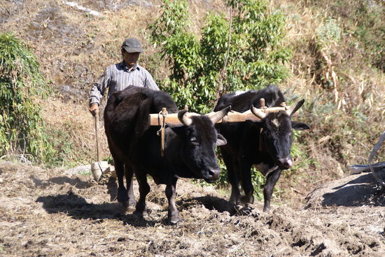 Ein Man pflügt mit Kühen sein Feld unterhalb von Chhomrong