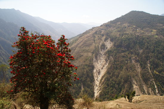 Rododendron blüht in den unteren Regionen um diese Zeit überall