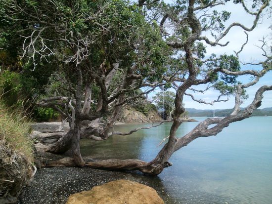 Das ist von irgendeinem Strand an dem wir waren. Ich finde diese Baeume echt toll. Sie wachsen senkrecht ueber das Meer. Und ueberall sind diese Schaukeln dran.
