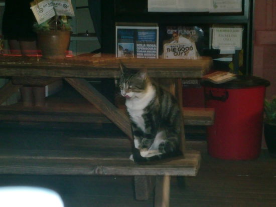 Die Hostelkatze in unserem letzten Hostel. Echt ein suesses Viech! Einen Vogel gab es auch noch, aber der war zu klein fuer ein Foto. Hab aber ein Video gemacht 