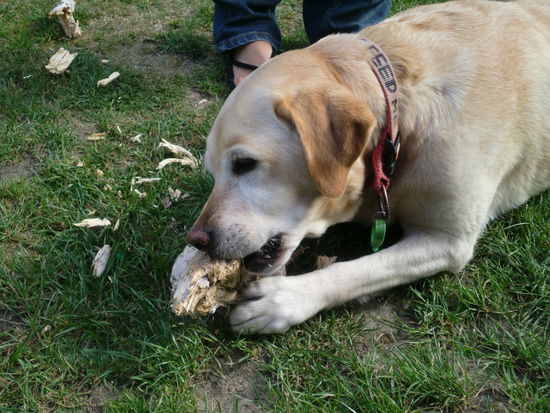 Milly, der niedliche Hund aus der Villa