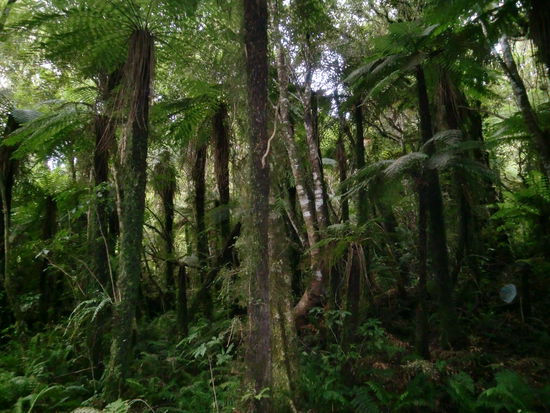 Das sind übrigens keine palmen, das sind Farne die so tun als wären sie Palmen 