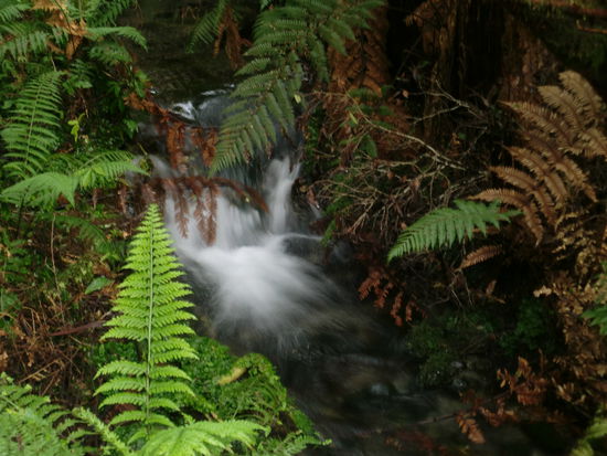 kleiner Wasserfall im Regenwald