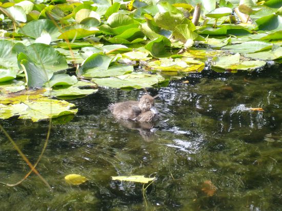 Ein Mini-Entchen. War das einzige, was wir gesehen haben. Es ist aber eifrig den ganzen Erwachsenen nachgeschwommen. Also ist anzunehmen, dass es nicht einsam und verlassen ist, sondern Familie hat 