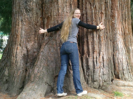 Der Riesenbaum aus der Nähe. Der war wirklich sehr groß!!!