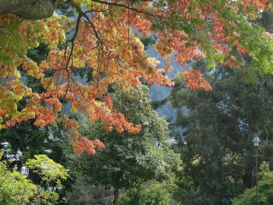 Die ersten Vorboten des Herbstes. Gut, dass ich in einer Woche wieder in den Sommer fahre 
Aber schön siehts aus!