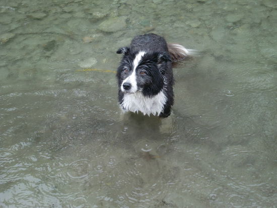 Benny, das knuffige Hündchen