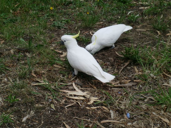 ein sehr hübsches Exemplar der großen Kakadu-Familie (eigentlich sahen die aber alle gleich aus 
Sorry, mehr Fotos gehen mal wieder nciht.