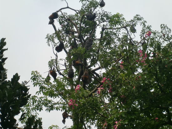 Baum voller Fledermäuse