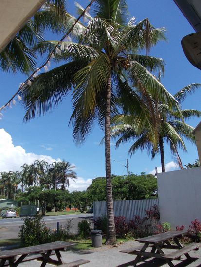 Die erste Kokospalme. Es ist sehr hübsch hier in Cairns. Ich glaube, ich habe die richtige Wahl getroffen, hier Urlaub vom Urlaub zu machen 
