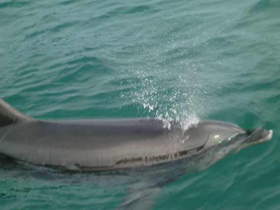 Einer unserer schnuckeligen Begleiter
