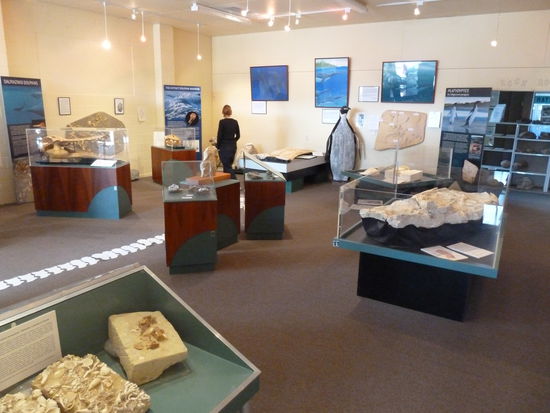 MAl wieder ein Museum: auf unserem Weg zur Kueste schnitten wir zufaellig den Bereich der "Vanished Worlds" (Vergangene Zeiten). Hier befinden sich zahlreiche fossile Ueberreste zB in Form von komplett erhaltenen Walskeletten usw. Das Foto entstand im Museum (jaha, BILDUNGSURLAUB!!), die alte Dame die hier ehrenamtlich arbeitet war so niedlich, dass wir uns spontan zu einem Rund entschlossen. Mittigrechts im Bild seht ihr uebrigens einen Urzeitpinguin in Originalgroesse...