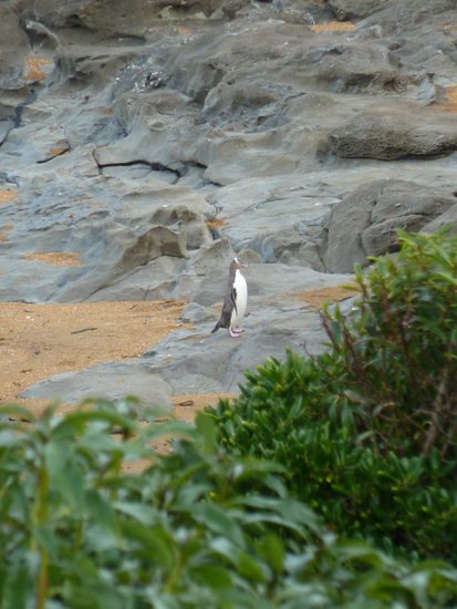 Am Leuchtturm gab es die Moeglichkeit eine Pingiun- und Seeloewenkolonie in freier Wildbahn zu beobachten. Wir standen also mit ca 10 weiteren Personen in einem kleinen Holzverschlag mit 3 Fenstern. Wir warteten 40min bis der erste Pinguin auftauchte und nochmal 20min fuer Nr.2...