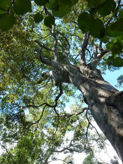 1000Jahre alte Mataibaeume