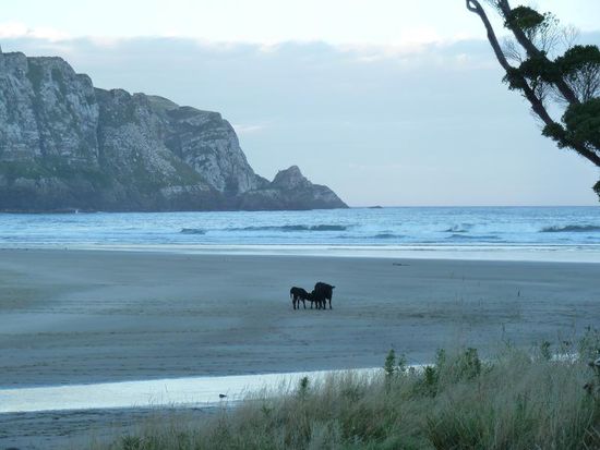 Kuhfamilie am Strand