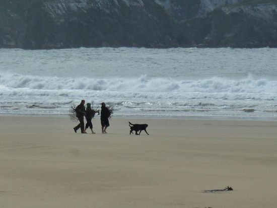 am naechsten Morgen: Kiwis mit Hunden