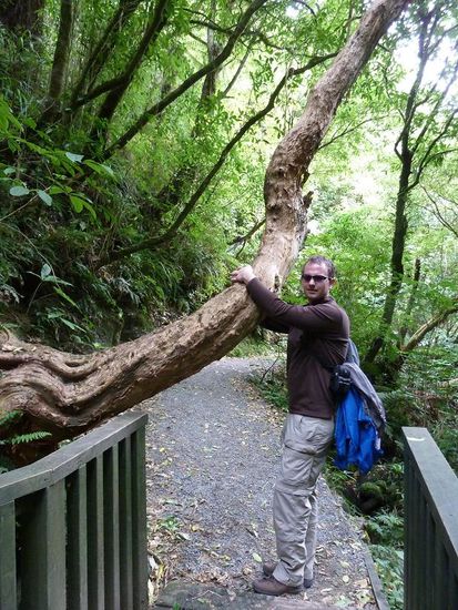 ein verkapptes Aeffchen 