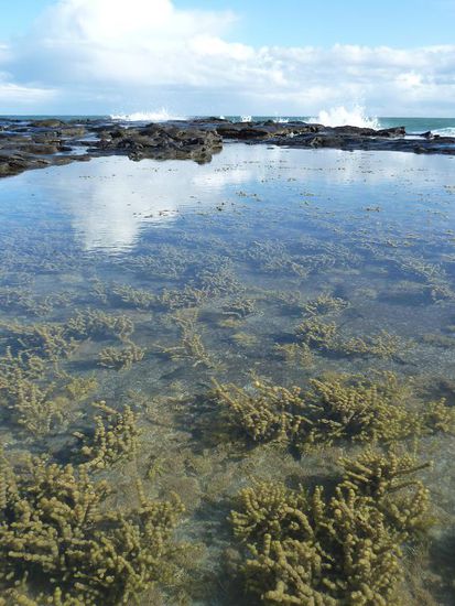 In einigen "Bassins" wuchsen auch Alge &amp; Co von morgen