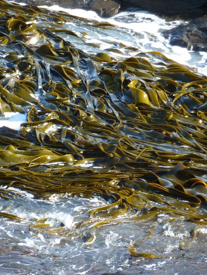 Baerlauchtagliatelle leicht gesalzen aka Seetang