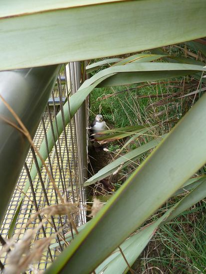 GUCK GUCK!!!EIN PINGUIN!!!EIN ECHTER!!!Einfach so neben der Treppe, keine 5m von uns entfernt. Aber der war sowas von entspannt, dass kein PAssant ihn gejuckt hat. Er sass nur da, auf einem Ei und wartet auf seine Abloese....