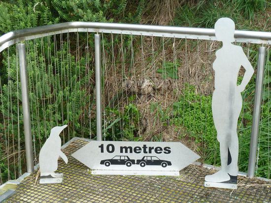 Kleiner "Sicherheitshinweis" auf der Treppe....
Im Februar und Maerz brueten die Pinguine hier in NZ ihre Eier aus, noch ein Grund, warum man vorsichtig sein und Abstand halten sollte... 
Nachdem wir vom Fossilebaeumegucken genug hatten und eigentlich zum Camper zurueck wollten, sass er da..........