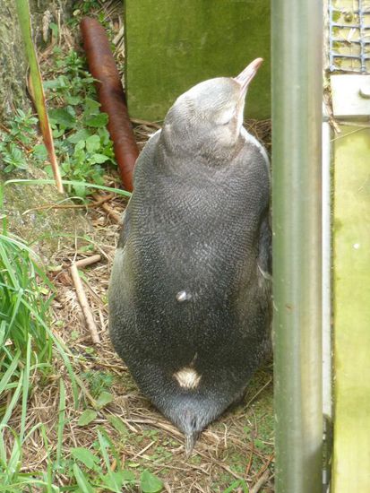 Diese niedliche Schwaenzchen....
So kanns weiter gehen!!!!