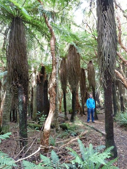 Ich (k) nenne diese Dinger gerne "Waschstrassenbaeume", sind eigentlich Farnpflanzen. Aber die Kiwis moegen ihren Farn...