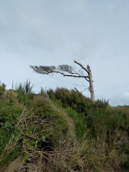 krasser "Haar"schnitt