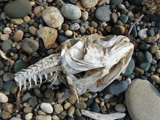 Was man hier nicht so alles findet: das letzte Abendessen der Moewenfraktion. Wie aus dem Biolehrbuch.