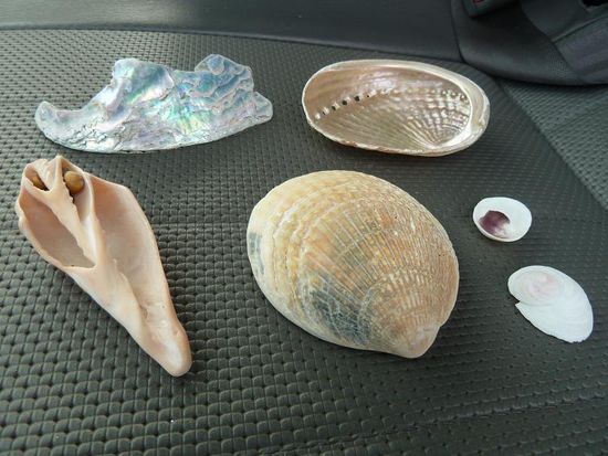 Meine Muschelausbeute fuer diesen Tag. Ich weiss noch nicht wie alle heissen, aber ich hab mir auf jeden Fall schon ein Tupperdoeschen fuer den Transport gekauft. Mal sehen, was der neuseelaendische Zoll dazu sagt....