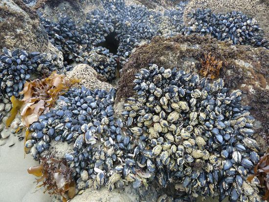Das Meer legte sogar die Muschelbaenke frei. Schade, dass wir sowas nicht essen....