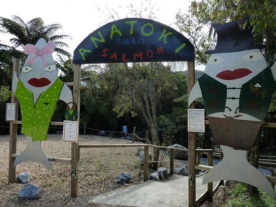 Die Anatoki Salmon Farm lag auf unserem Weg, also dachten wir, wir steigen da mal kurz ab, holen uns nen Lachs ausm Teich und dann fix weiter zum Strand. Aber es kommt wie immer alles anders als man denkt....
Wir wurden dort "gratis" mit Angel, Kescher und Box für die Beute samt Tötungswerkzeug ausgestattet und machten uns leicht blauäugig ans Werk...