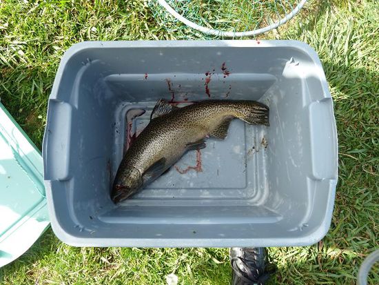 Ein Prachtexemplar!!!!