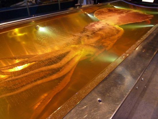 Ein 4,5m Kraken, der versehens von einem Fischerboot aus dem Pazifik gezogen wurde....