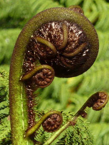 Hier mal ein Bild vom Lieblingskringellfarm der Kiwis. Da der Farn und seine Form auch bei dem Maori eine wichtige Rolle spielt, wird er natürlich so gut vermarktet wie es geht. Den Kringel (bzw "Koru") findet mal als Ketten- und Schlüsselanhänger, Untersetzer, auf T-Shirts und Tassen, als Magnet und Pin, als Figur aus Holz-Glas-Plastik...usw
Aber sieht ja auch hübsch aus 