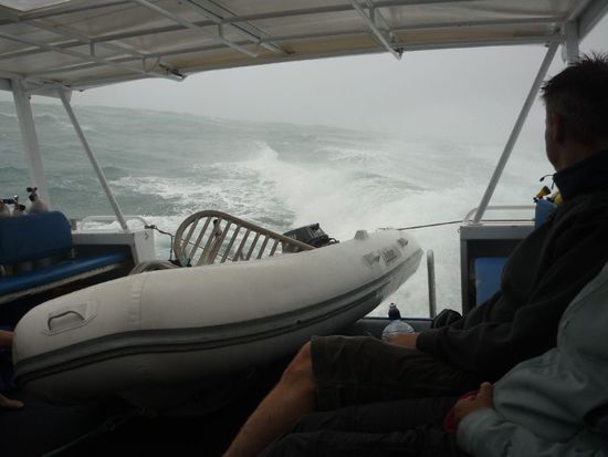 Und ab nach Hause. Da die Poor Knights 23km vor der Küste liegen, war der Hin- und Rückweg jeweils ne Stunde lang. Auf dem Rückweg hatten wir ordentlich Seegang, die Crew hat vorne gesungen und gefeiert und der neben mir musste sich den Tauchgang nochmal durch den Kopf gehen lassen... yammie