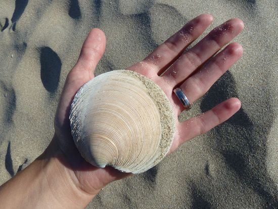 Dort gibt es aber leider nicht so große und schöne Muscheln, wie wir sie hier finden konnten. Hoffentlich können wir einige davon mit nach Hause bringen, ohne dass uns die Jungs am Zoll nen Strich durch die Rechnung machen!
