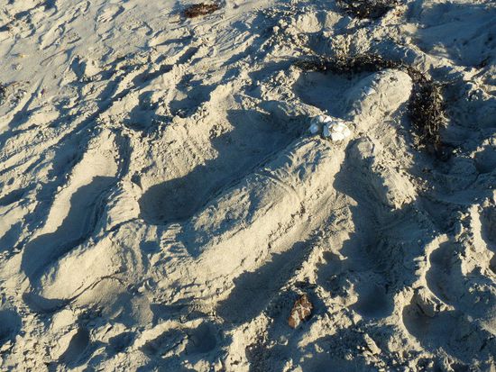 Und wahrscheinlich werden wir auch diese "Einheimische" nicht so schnell wiedersehen 