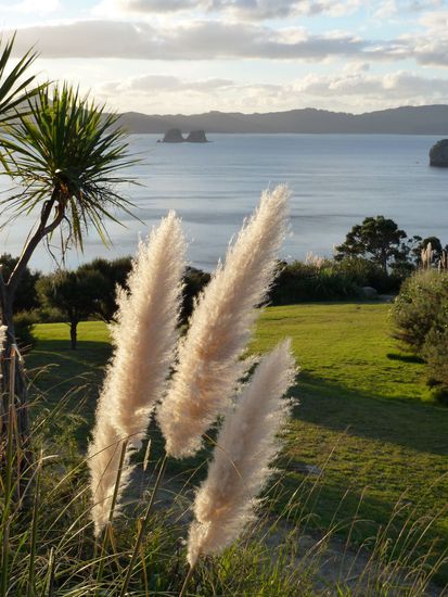 Eine typische, wir haben leider den Namen vergessen, Vegetation in Neuseeland. Aber der Blick ist schon nicht zu verachten.