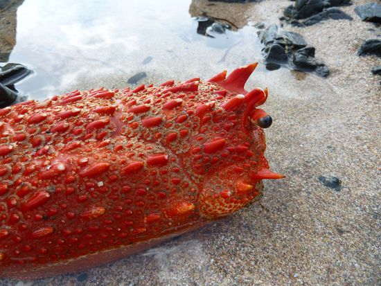 Ein bisschen Strandgut... Der Hummer hat bestimmt gut geschmeckt und weist darauf hin, dass nicht jeder Neuseeländer wieder seinen Müll mit nach Hause nimmt.
