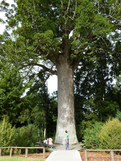 der hier ist noch vom kleinen Kaliber