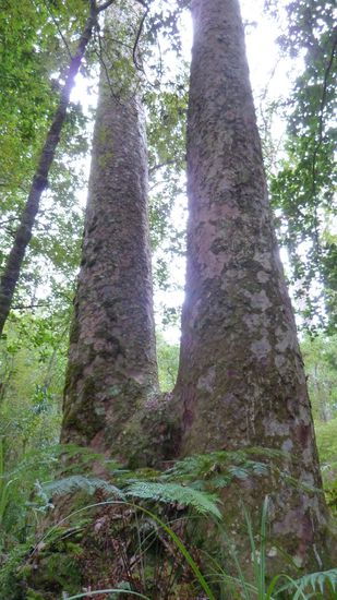 ganz oft kommen sie auch als "twins" vor