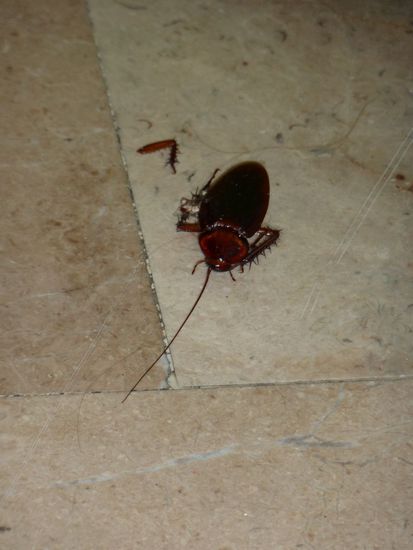 Jaja, und der erste Gast, der mir aber mit der geübten Christoph-haut-mit-dem-Turnschuh-drauf-Technik unter den Flip-Flop gelaufen ist 