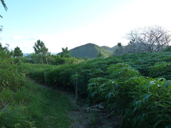 Am nächsten Morgen ging es zu einer kleiner Wanderung über die Insel. Teilnehmerzahl: 3 + Bio. Aber 40% um 7.30Uhr sind schon passabel 