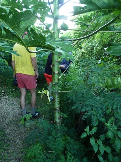 Durch enges Geflecht mit reichlich Stechvieh...