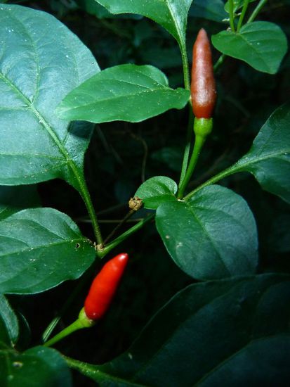 ... an Chillischoten vorbei (Gruss an Oli)...