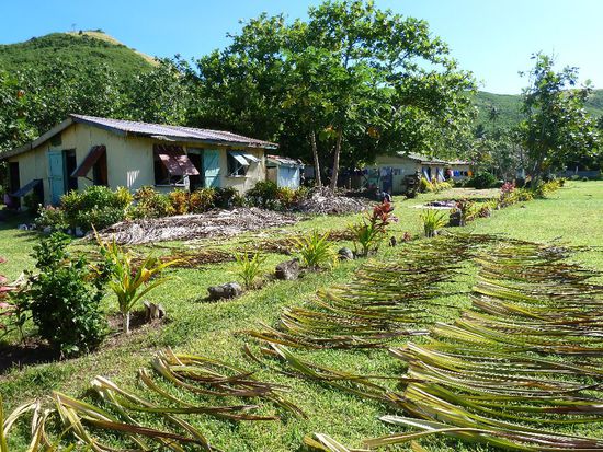 Bestandteil unseres Programms war auch der Besuch in einem Village. Die Institutions des Village ist sehr wichtig in Fiji. Trotz Existenz einer Regierung gibt es hier noch immer eine Hierarchie. Es gibt einen Chief, der immer aus dem gleichen Clan stammt und auch weiblich sein kann. Wenn man so ein Village allein betritt, muss man bei ihm vorstellig werden, ihm bestenfalls ein sevusevu (Geschenk) überreichen und seine Erlaubnis einholen, das Village betreten zu können. Zuvor muss man einige Regeln beachten. Bspw muss man Knie und Schulten bedecken, keine Sonnenbrille tragen, dem Chief nicht den Rücken zudrehen usw. Das wurde uns natürlich vorher nochmal eingeimpft und alle haben sich brav daran gehalten.
Wir hatten eigentlich keine richtige Lust auf diesen Villagebesuch, da wir  wussten, dass dieses Dorf schon einige Touris gesehen hat....Aber nun gut.
Zunächst empfing uns der Stellvertreter des Chiefs und wir wurden ein wenig durchs Dorf geführt. Hier trocknen grade Palmenwedel, um später zu Matten, Körben usw verarbeitet zu werden.